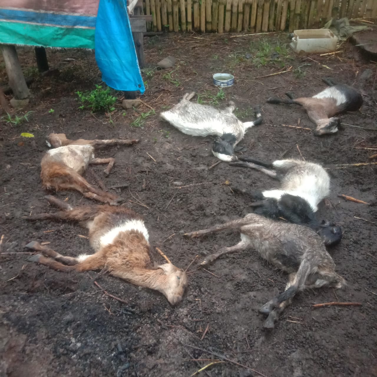 Kambing Diserang Anjing Liar, Kerugian Capai Puluhan Juta Rupiah